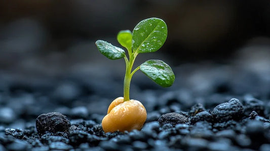 The Hidden Side of Sprouting: Why Some Seeds Thrive in Darkness First
