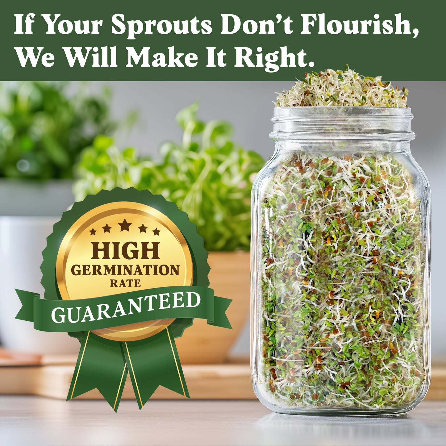 Organic Alfalfa Sprouting Seeds
