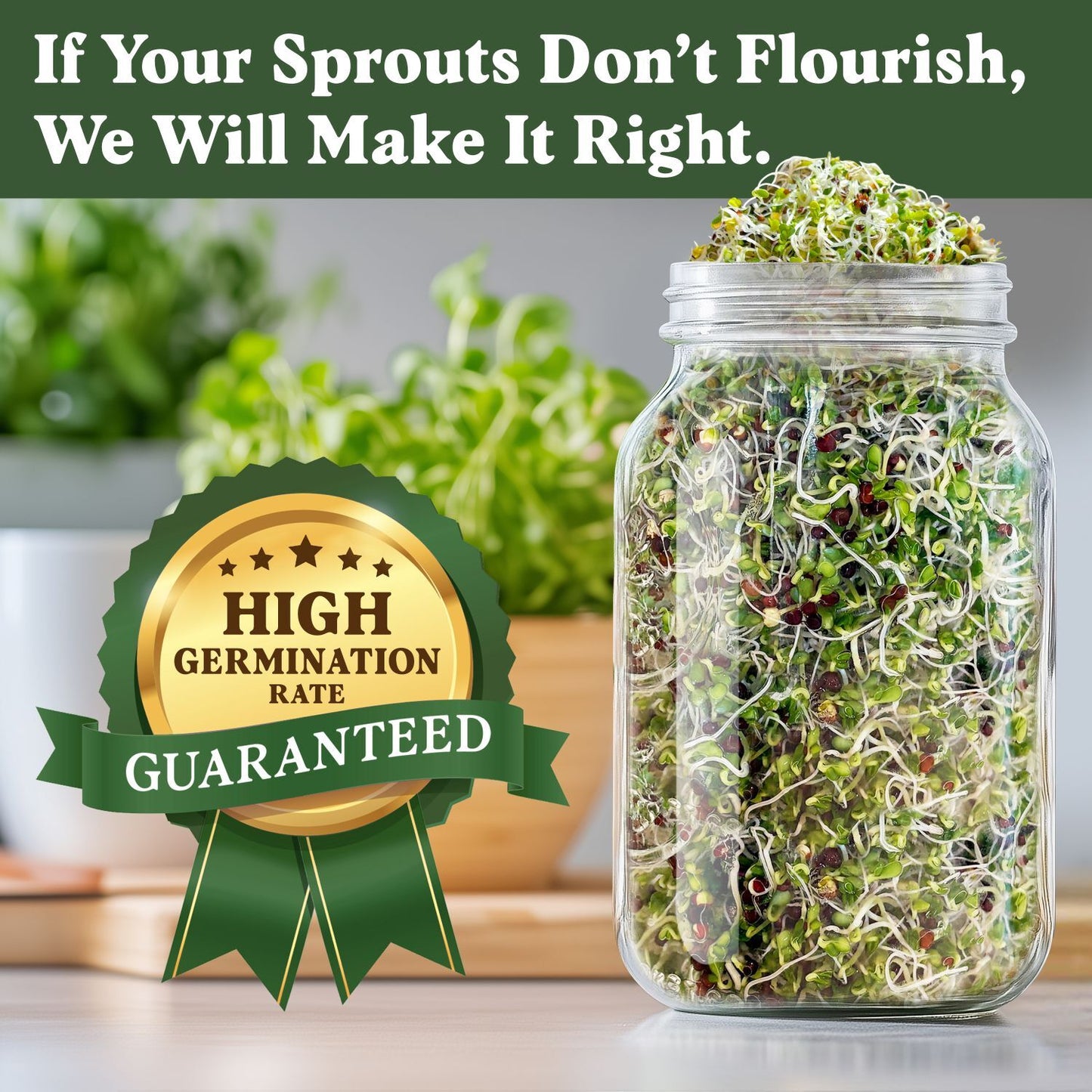 Organic Di Cicco Broccoli Sprouting Seeds