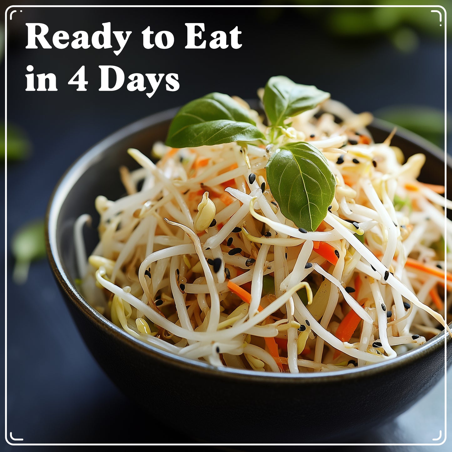 Fenugreek Sprouting Seeds, Organic & Non-GMO  – 8 oz Bag