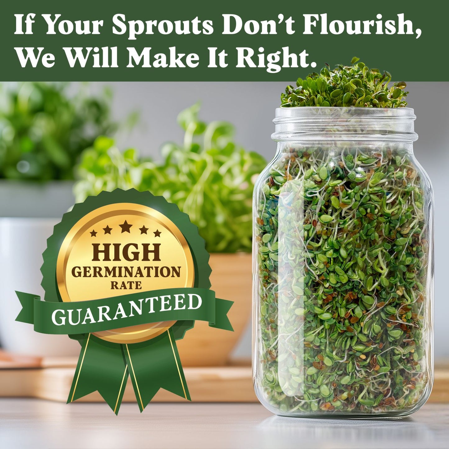 Organic Gut Health Blend Sprouting Seeds