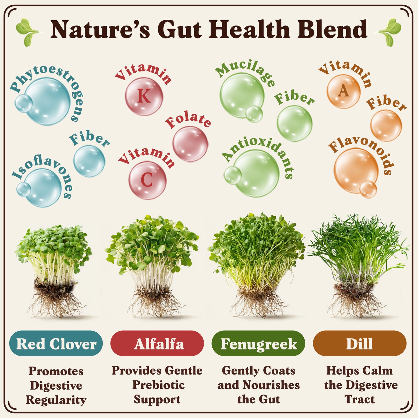 Organic Gut Health Blend Sprouting Seeds