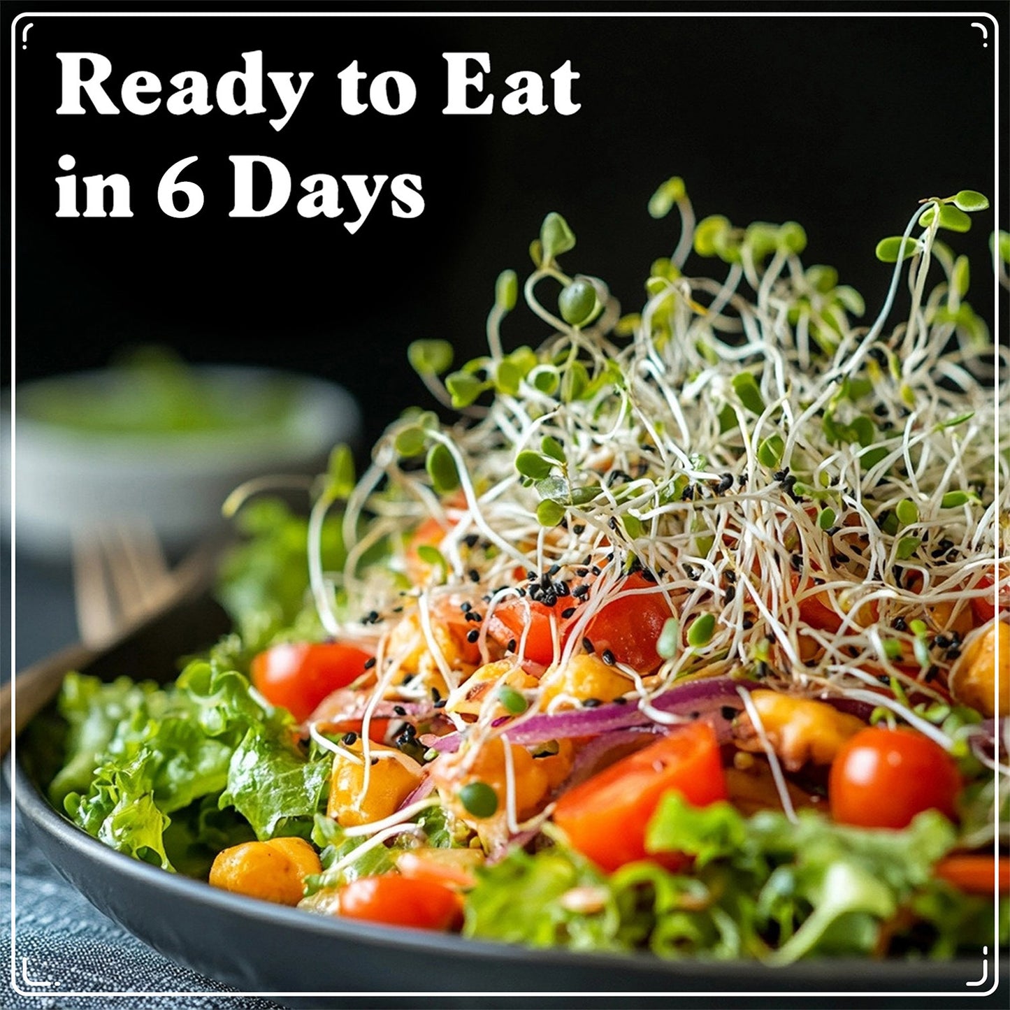 Organic Gut Health Blend Sprouting Seeds