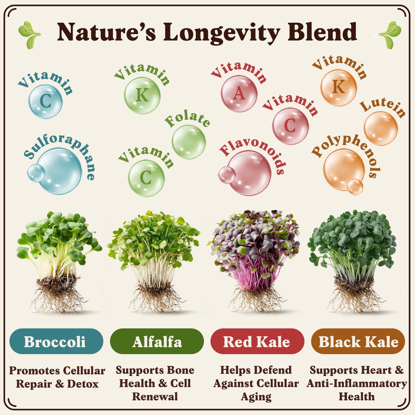 Organic Longevity Blend Sprouting Seeds