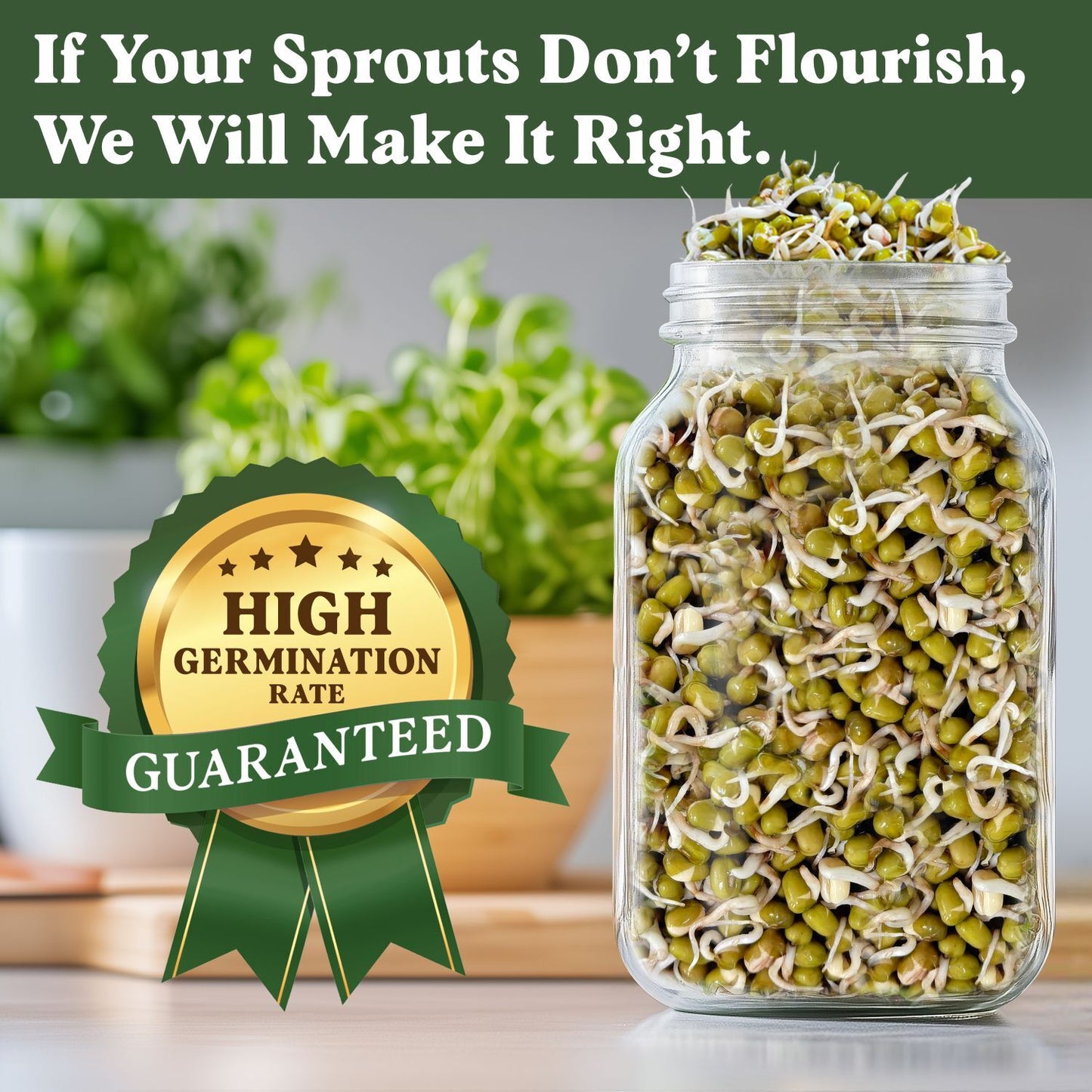 Mung Bean Sprouting Seeds, Organic & Non-GMO  – 8 oz Bag