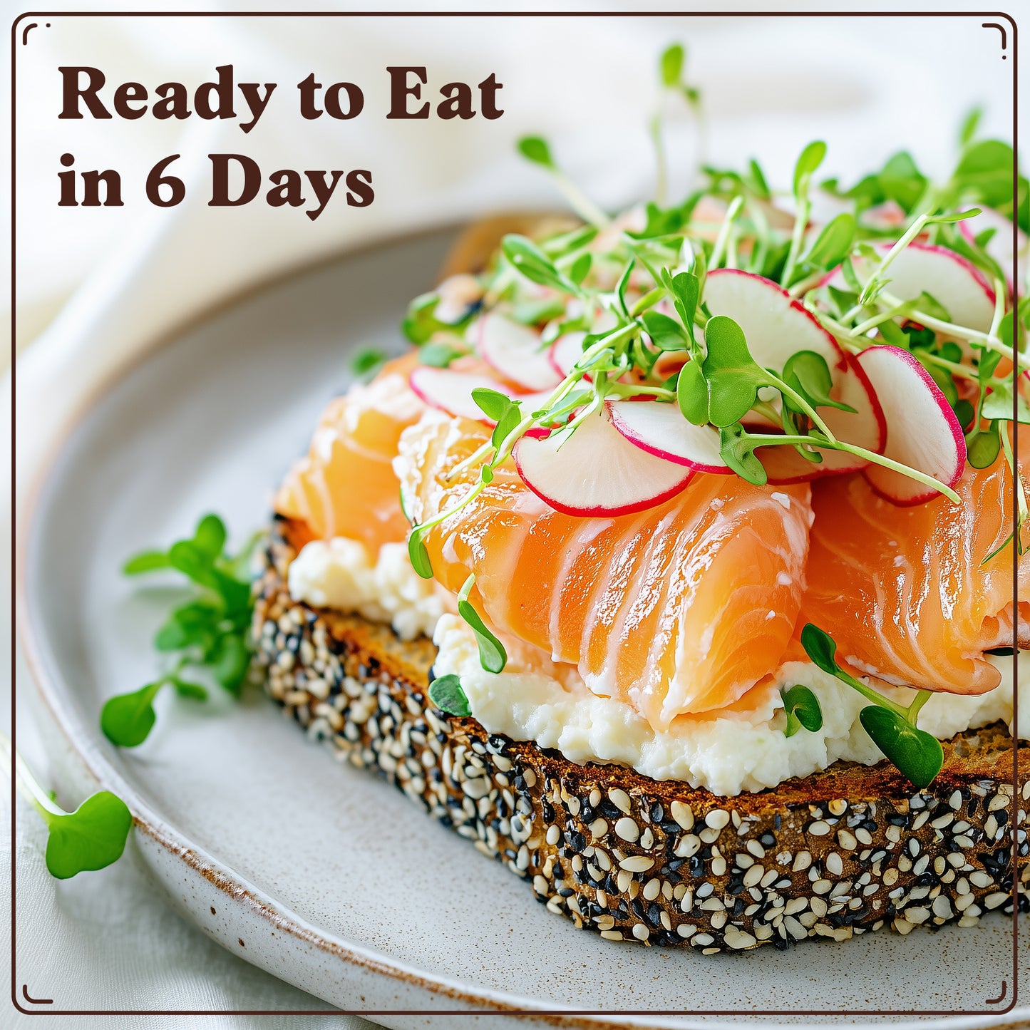 Radish Sprouting Seeds, Organic & Non-GMO  – 8 oz Bag