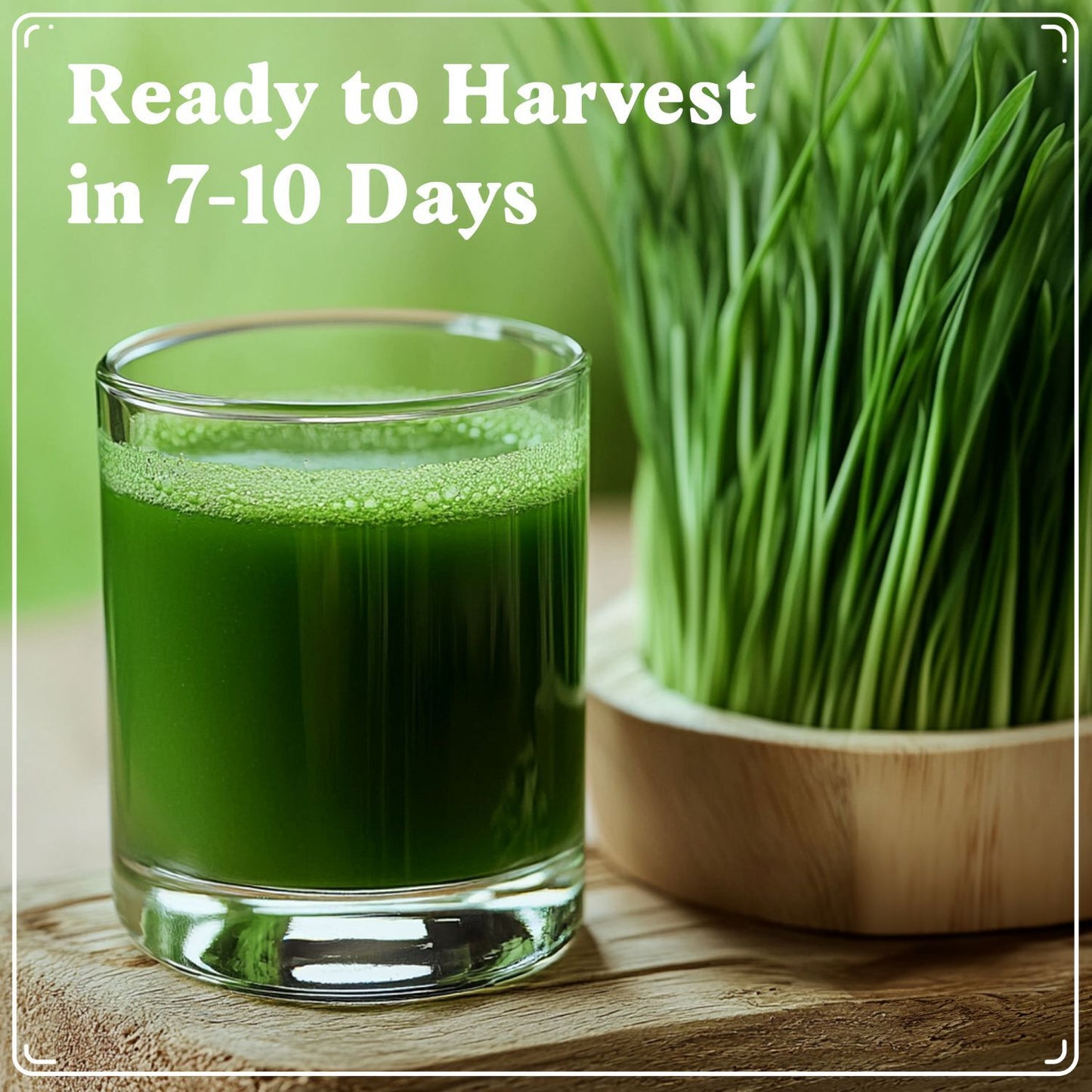 Wheatgrass Sprouting Seeds, Organic & Non-GMO  – 8 oz Bag