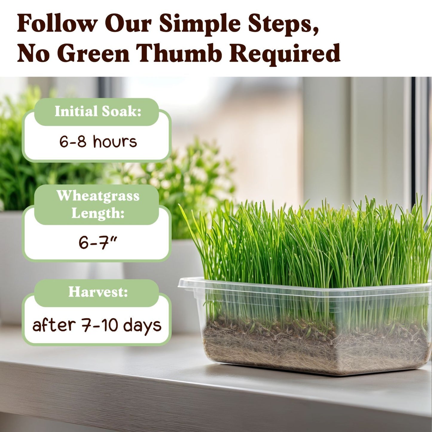 Wheatgrass Sprouting Seeds, Organic & Non-GMO  – 8 oz Bag