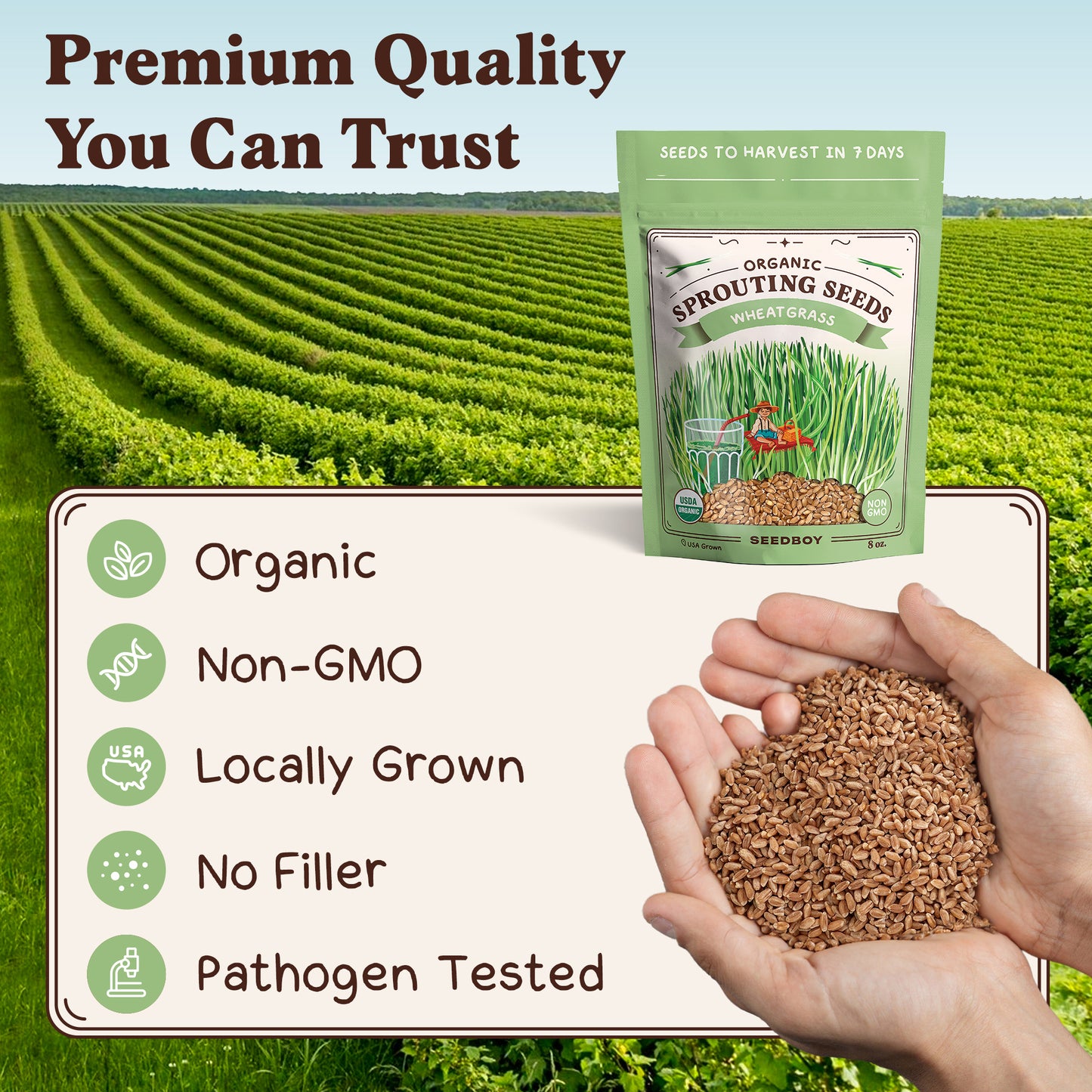 Wheatgrass Sprouting Seeds, Organic & Non-GMO  – 8 oz Bag