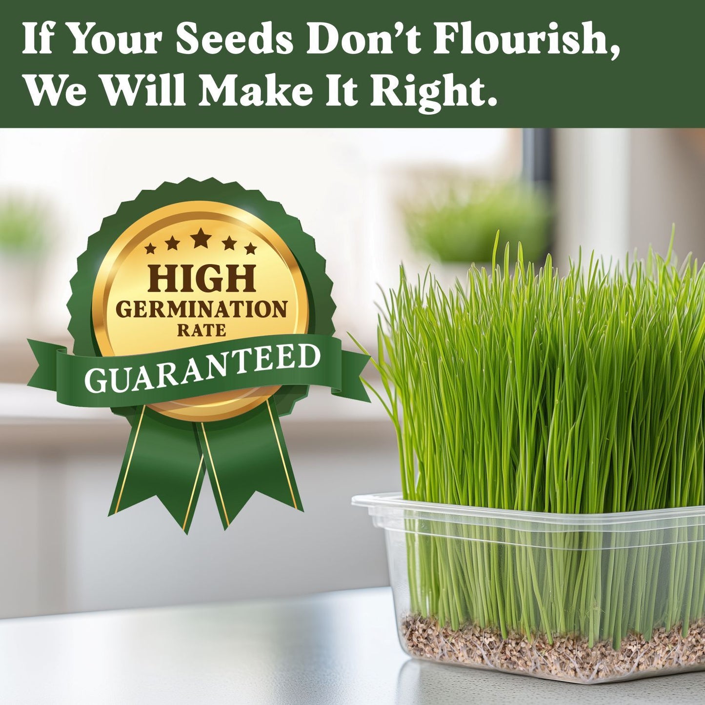 Wheatgrass Sprouting Seeds, Organic & Non-GMO  – 8 oz Bag