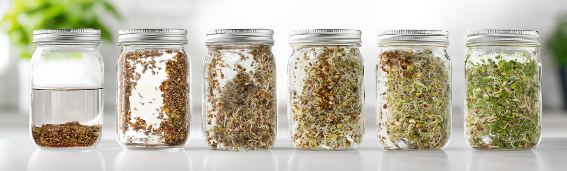 Stages of Sprout Growth in Sprouting Jar