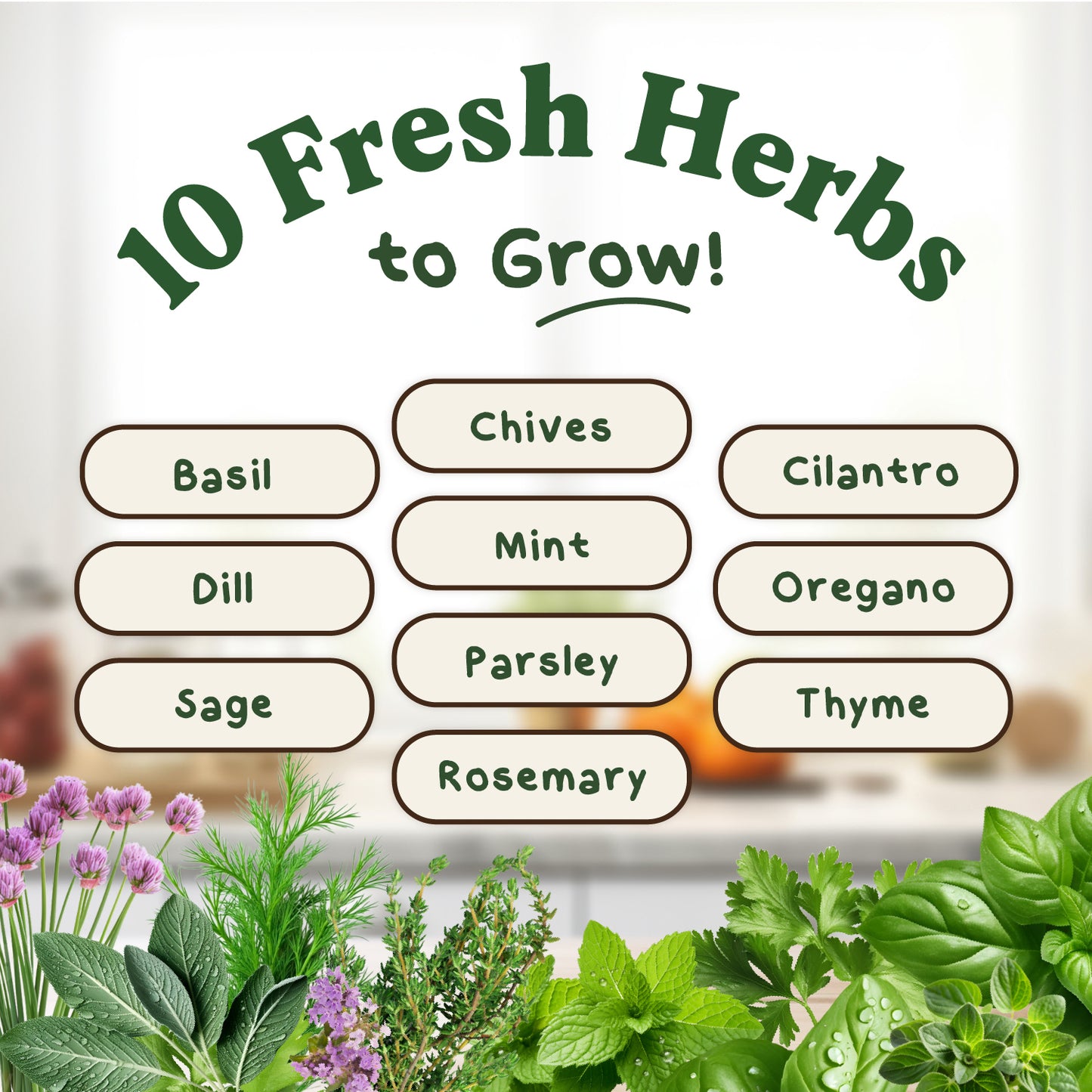 10 Herb Seed Packets - Variety Package