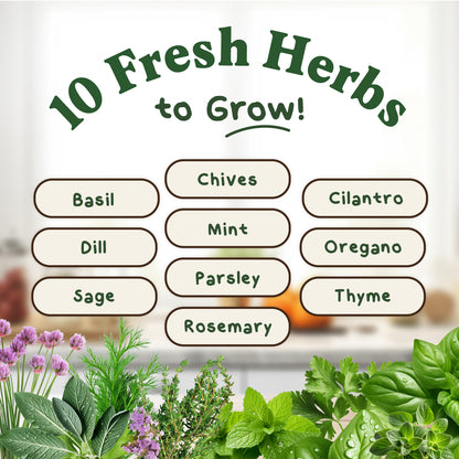10 Herb Seed Packets - Variety Package
