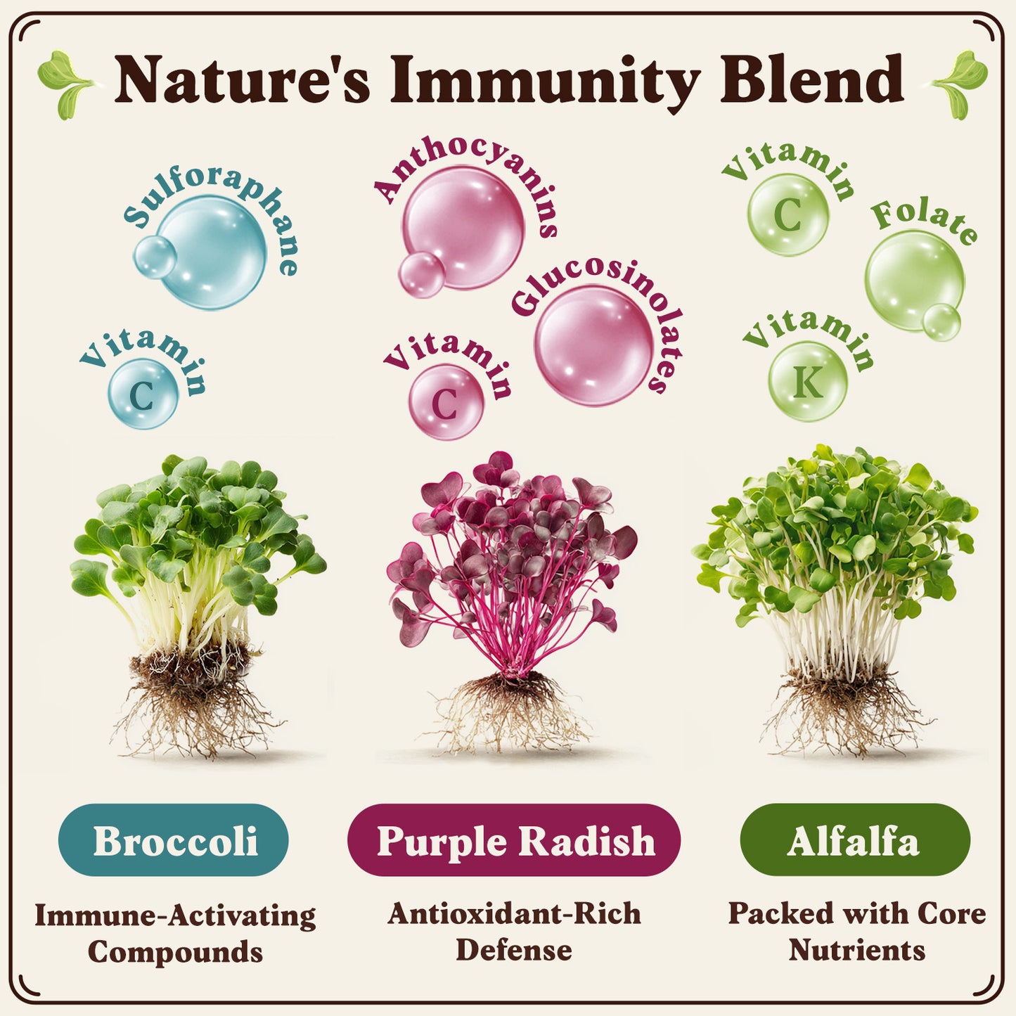 Organic Immunity Blend Sprouting Seeds