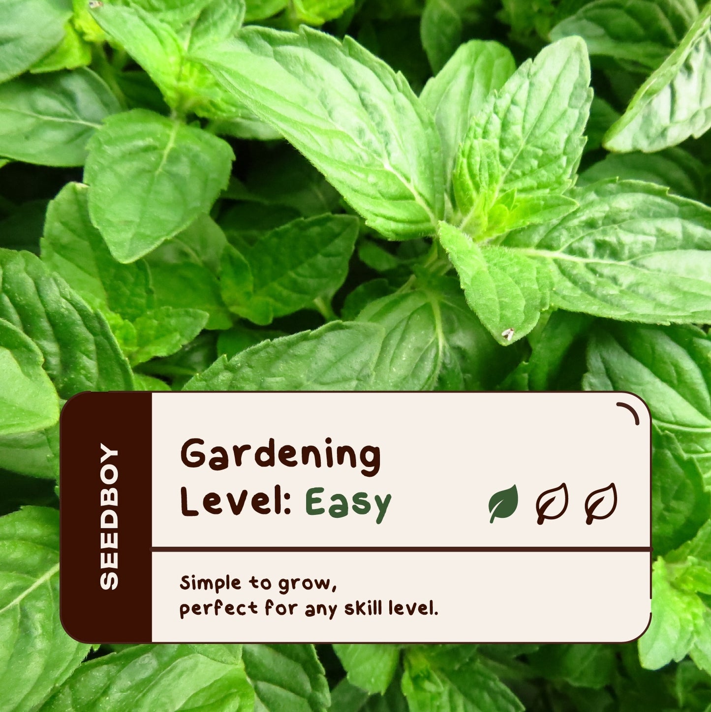 Basil Seed Packet