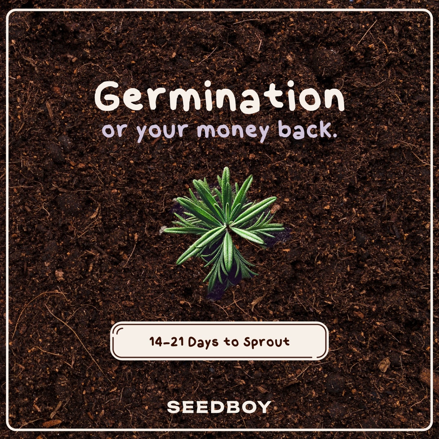 Rosemary Seed Packet